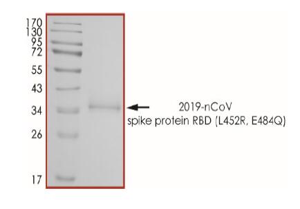 The purity of 2019-nCoV Spike protein S1 subunit, RBD (L452R, E484Q) was determined to be >90% by densitometry